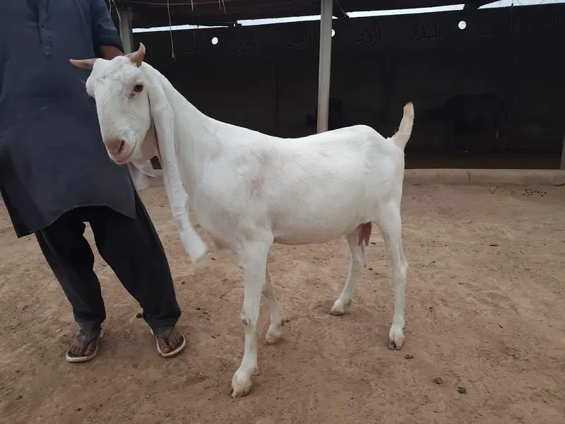 Gulabi Goats Lover — photo 3
