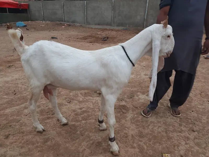 Gulabi Goats Lover — photo 4