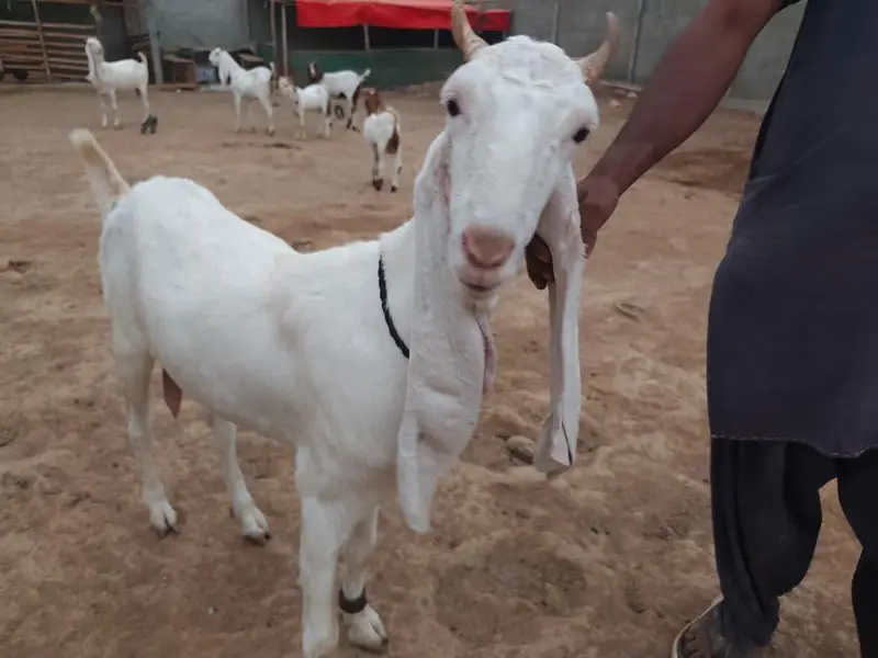 Gulabi Goats Lover — photo 5
