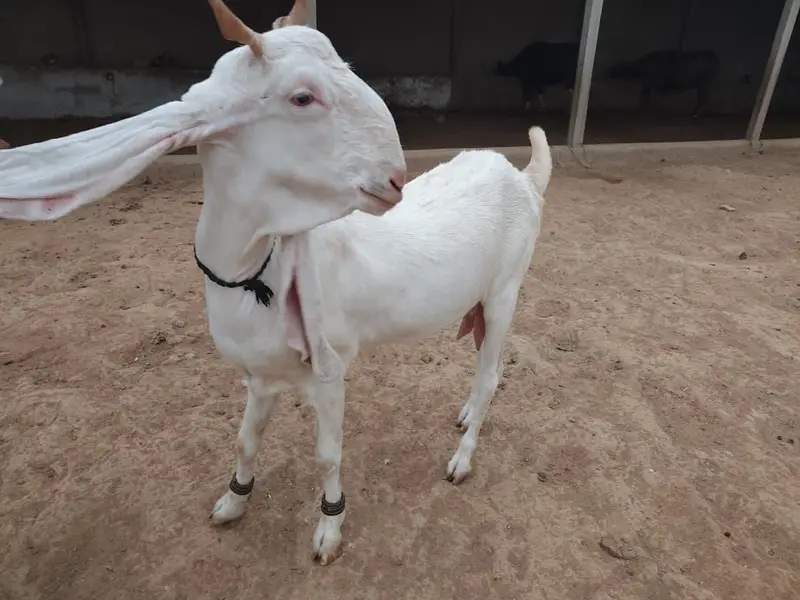 Gulabi Goats Lover — photo 6