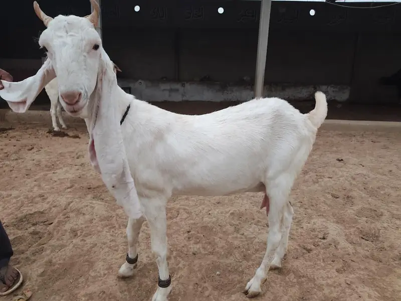 Gulabi Goats Lover — photo 7
