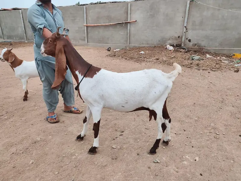 Gulabi Goats Lover — photo 8