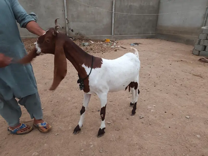 Gulabi Goats Lover — photo 9