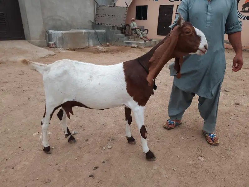 Gulabi Goats Lover — photo 10