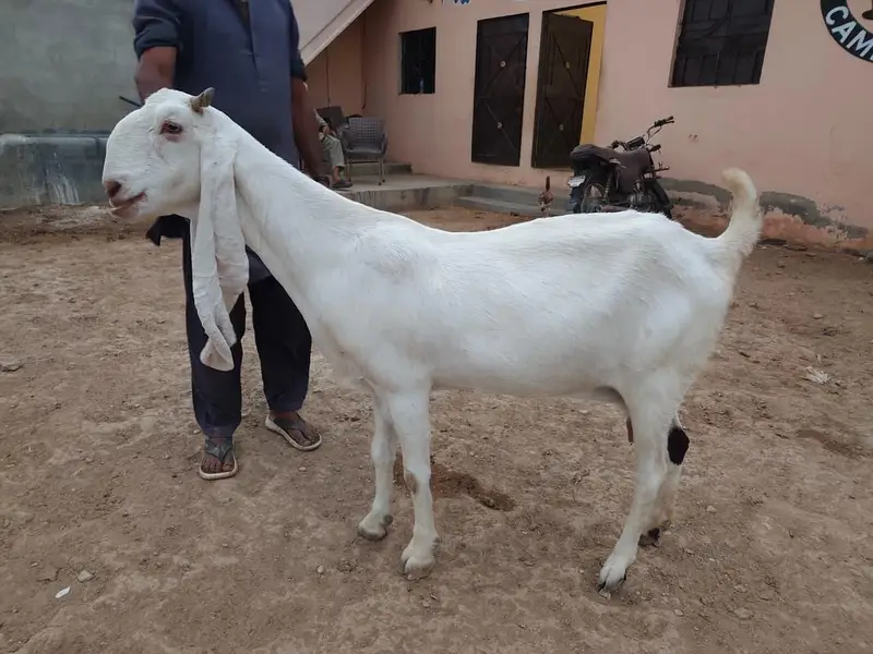 Gulabi Goats Lover — photo 11