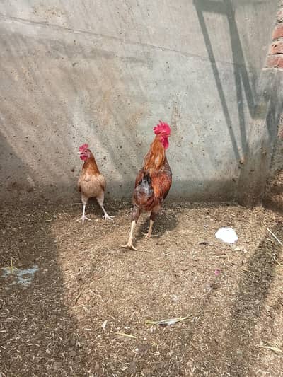 Misri hens