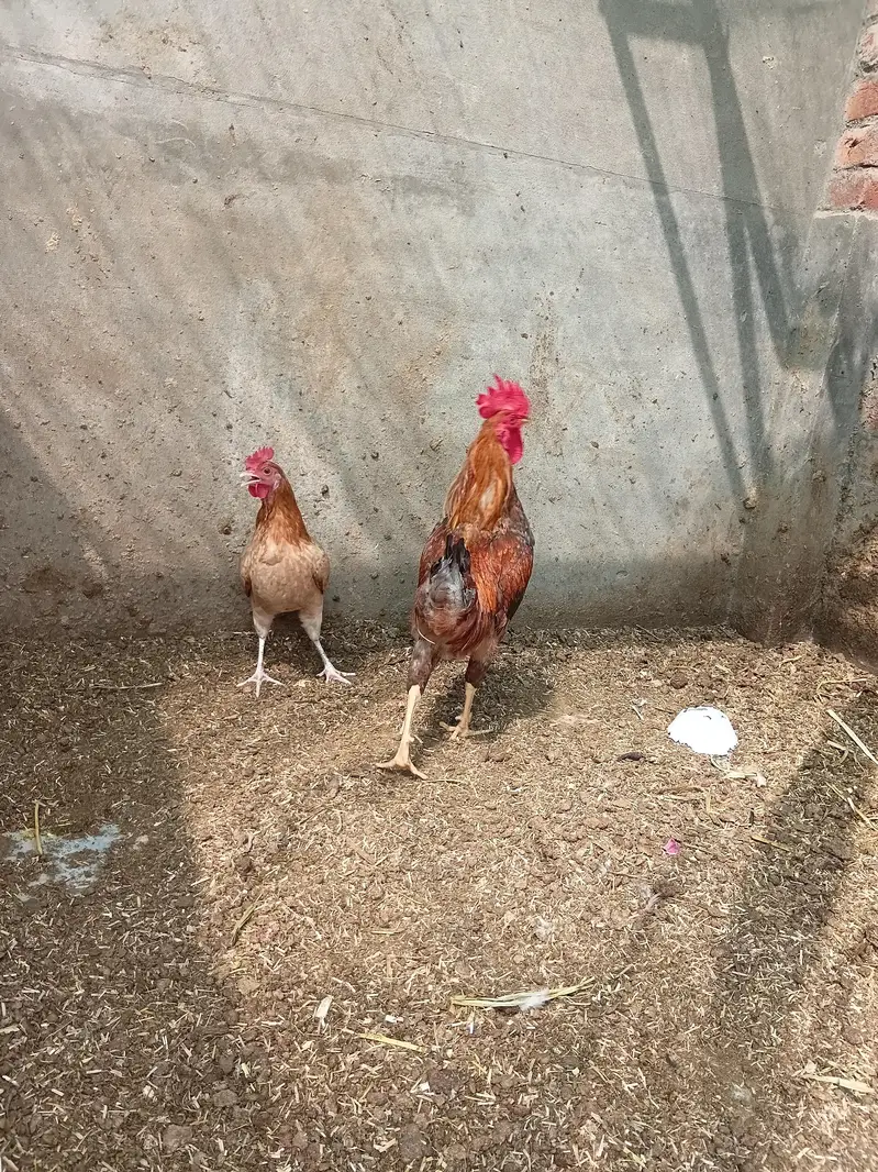 Misri hens