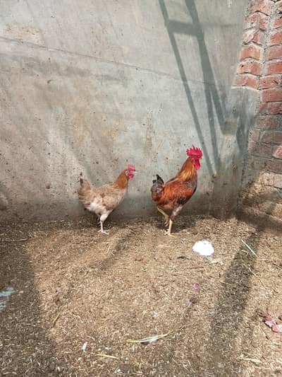 Misri hens