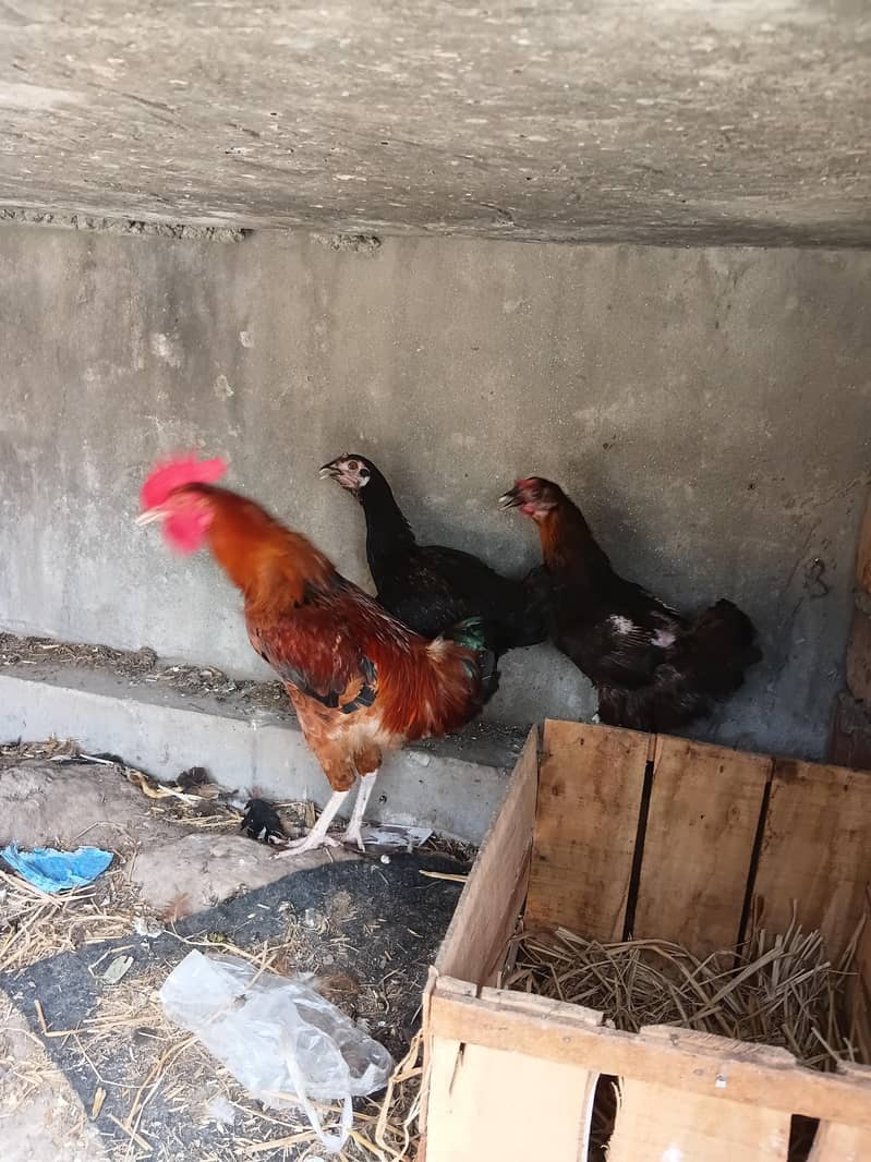 Misri hens 3