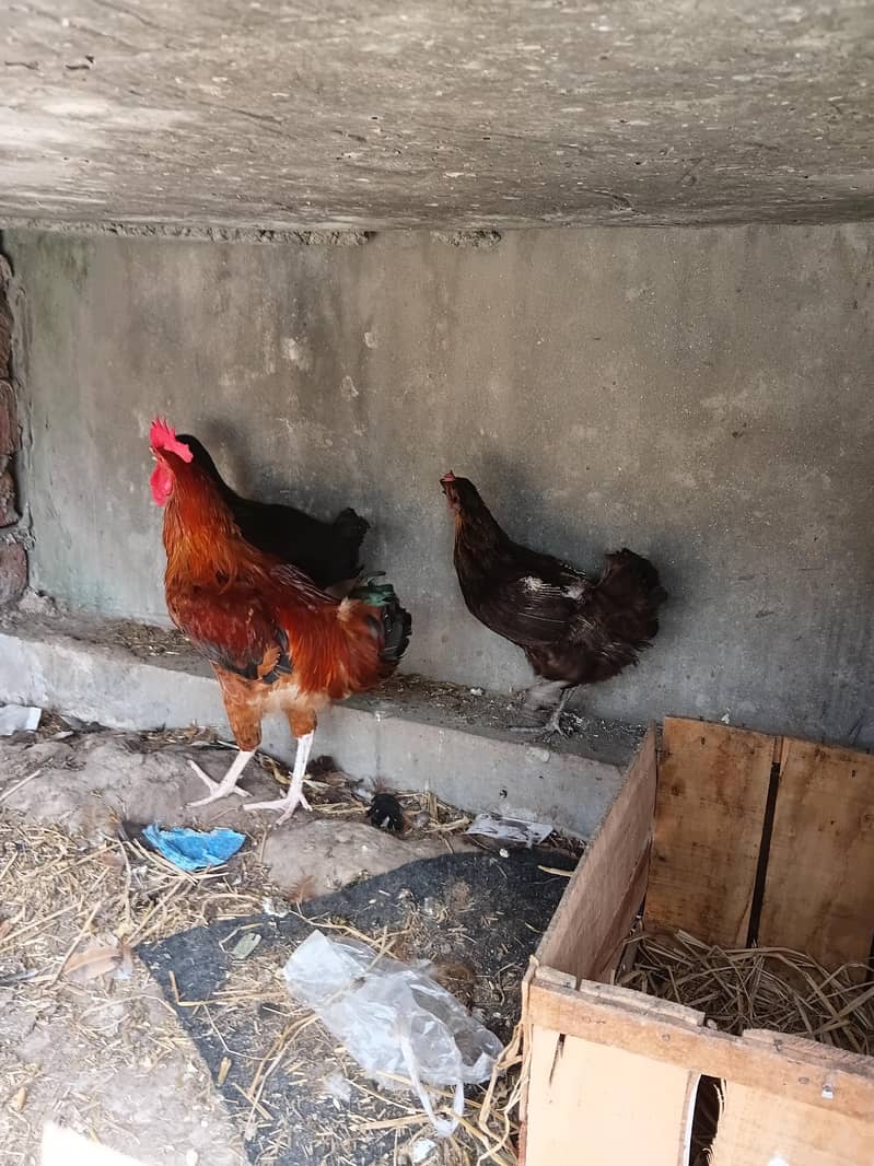 Misri hens 4