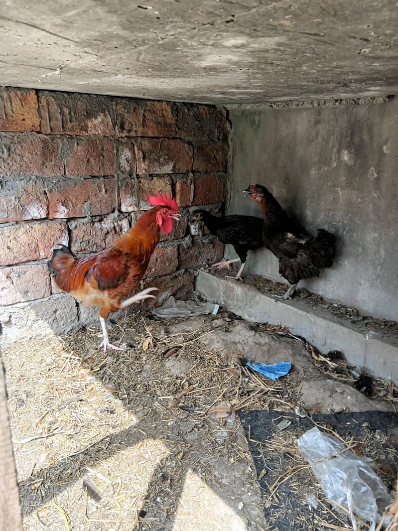 Misri hens 6