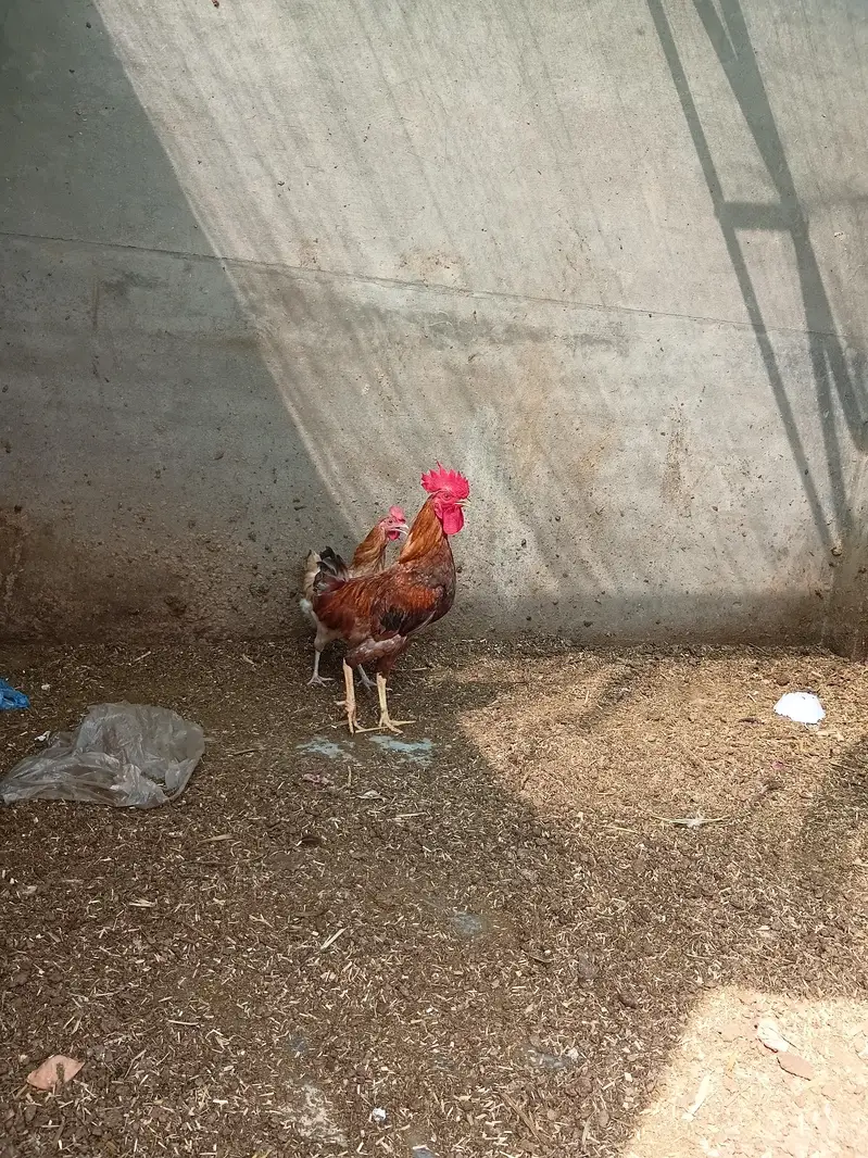 Misri hens — photo 8