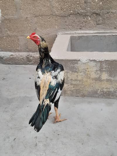 aseel murga murgi