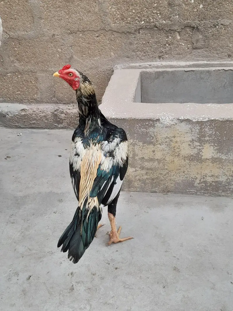aseel murga murgi