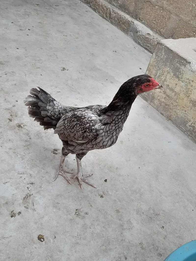 aseel murga murgi — photo 2