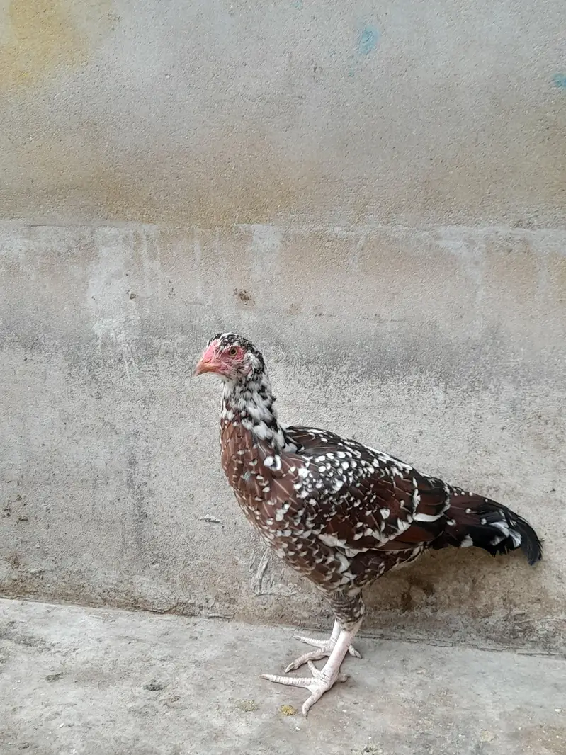 aseel murga murgi — photo 3