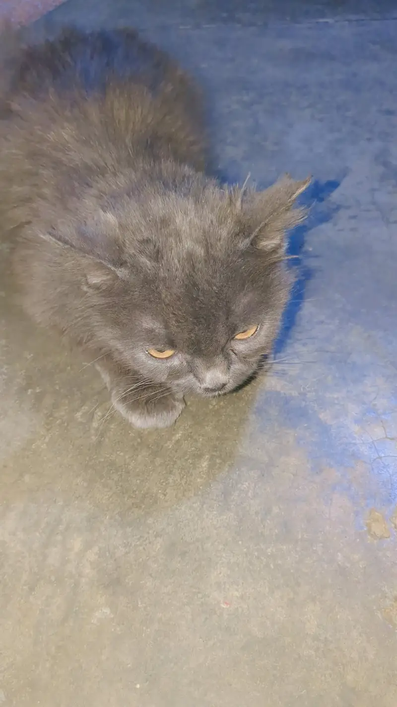 Triple coat cat — photo 2