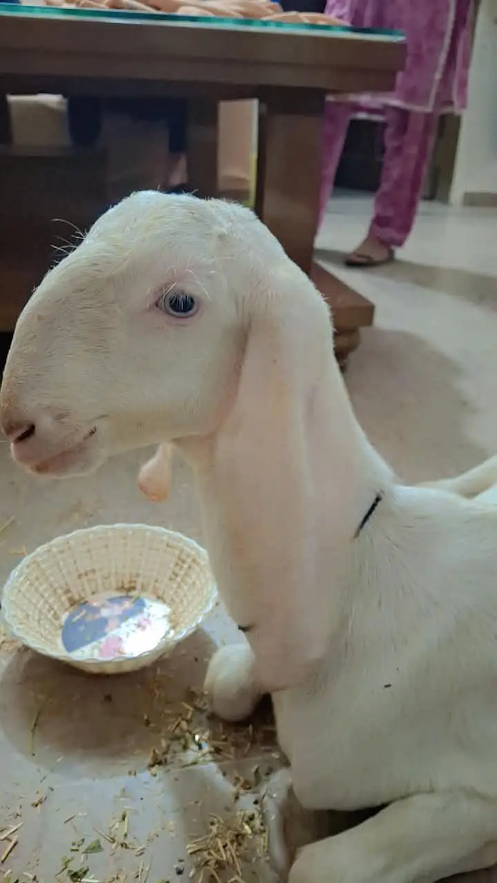 3 x female goats