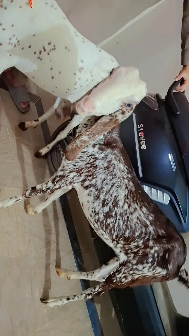 3 x female goats — photo 3