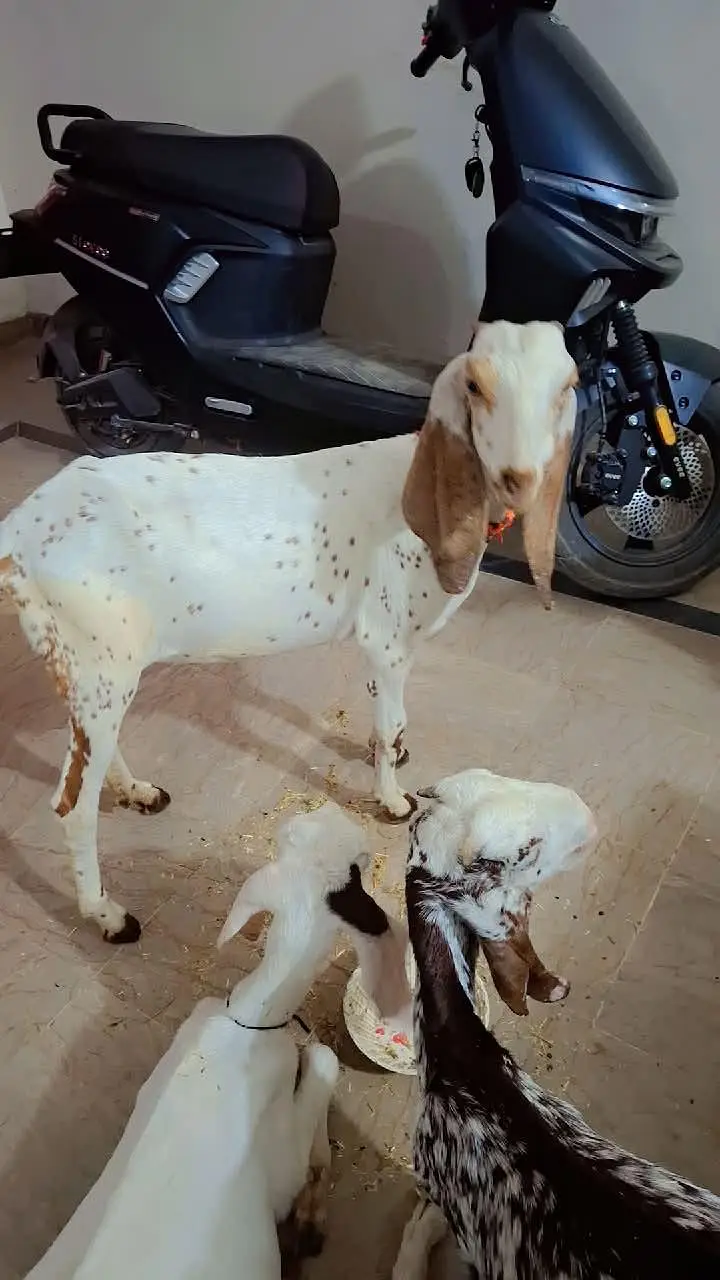 3 x female goats — photo 4