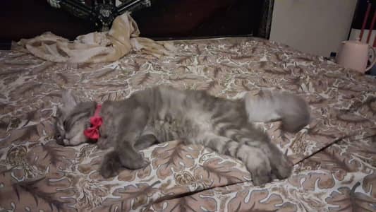 cat for sale