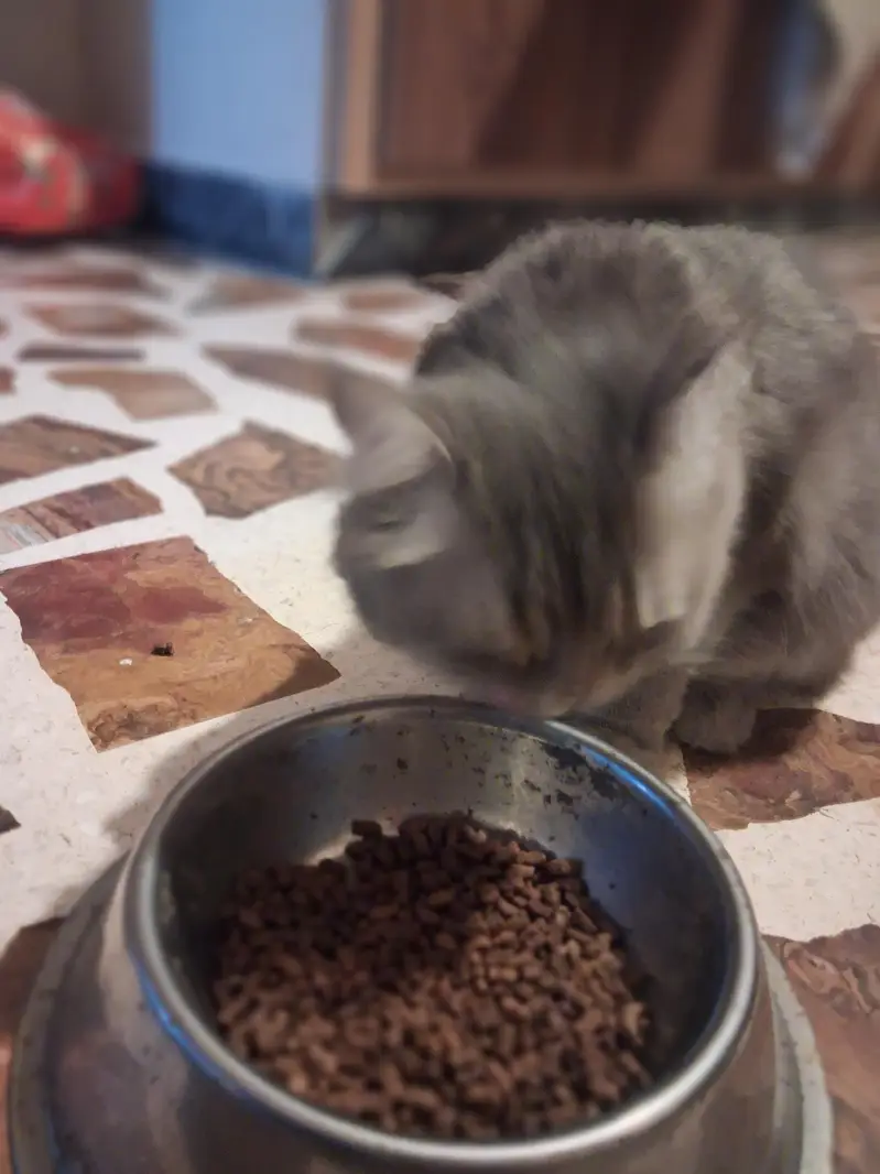 cat for sale — photo 2
