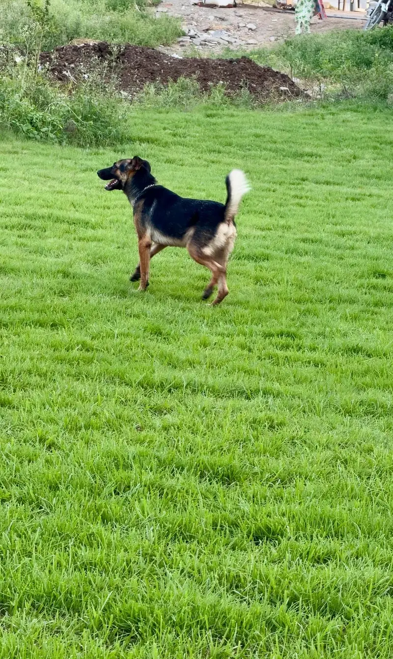 German Shepherd Male 7 Months Old - Vaccinated & Healthy — photo 2