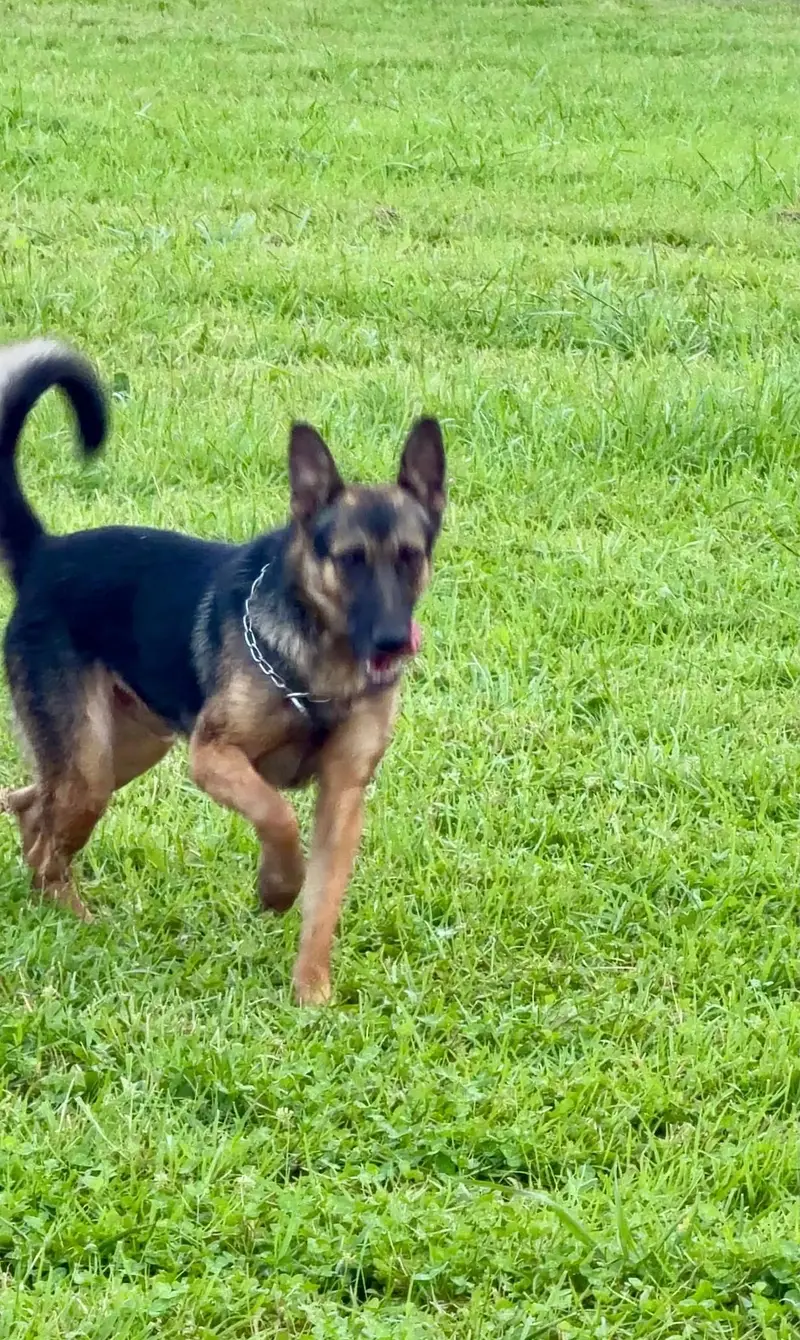 German Shepherd Male 7 Months Old - Vaccinated & Healthy — photo 3