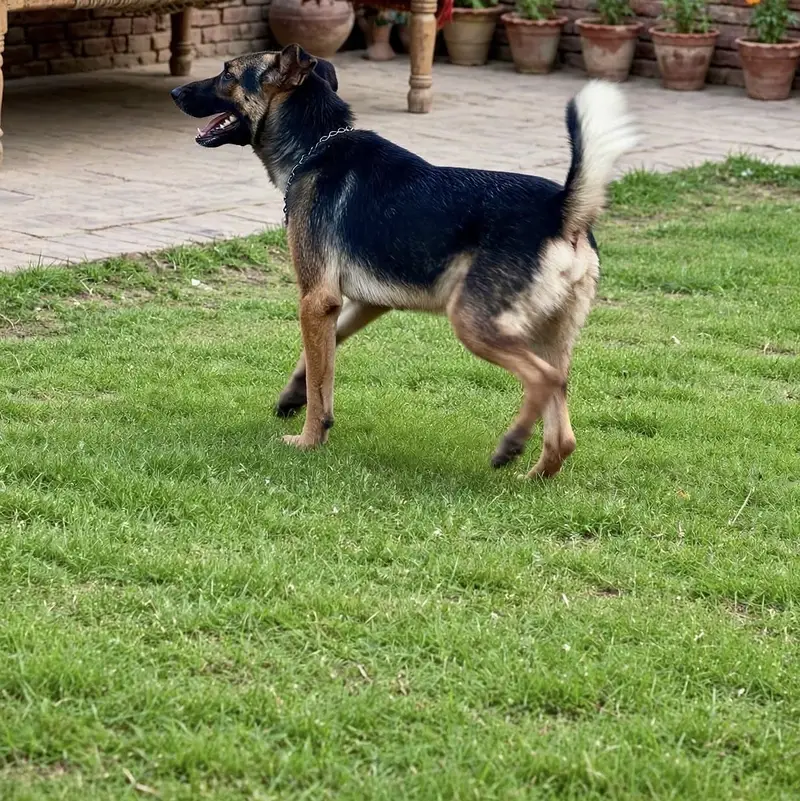 German Shepherd Male 7 Months Old - Vaccinated & Healthy — photo 4