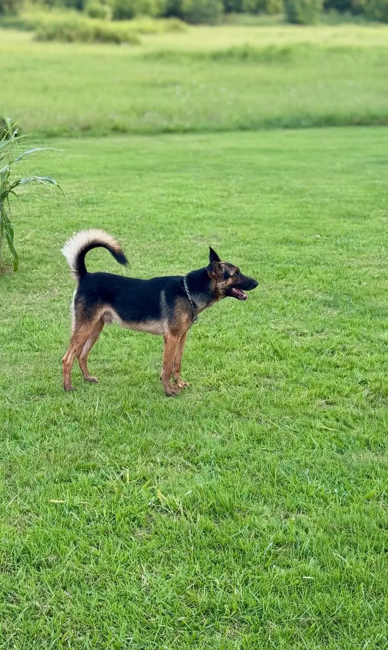 German Shepherd Male 7 Months Old - Vaccinated & Healthy — photo 5