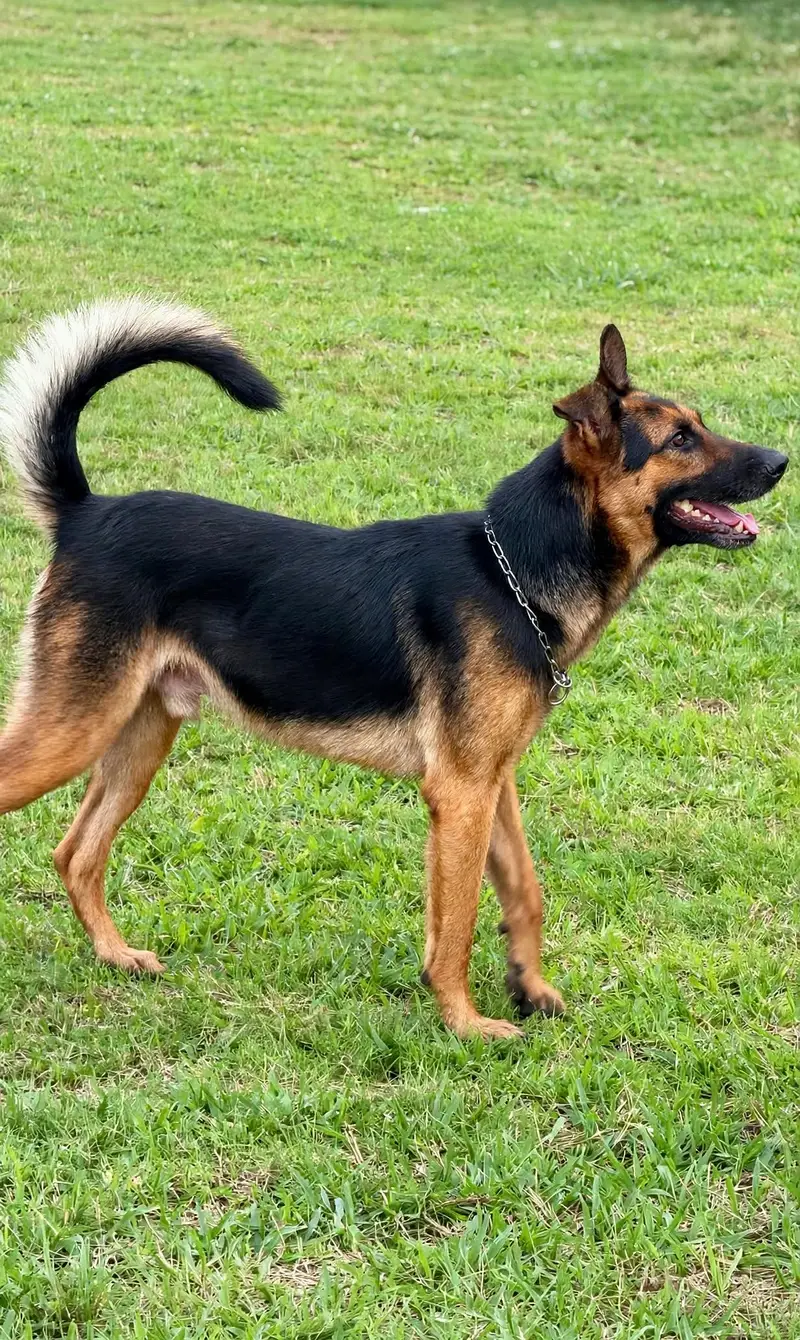 German Shepherd Male 7 Months Old - Vaccinated & Healthy — photo 6