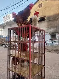 pinjra bahir wala or andar pinjra counter dram ha kami ho Jai gii — photo 3