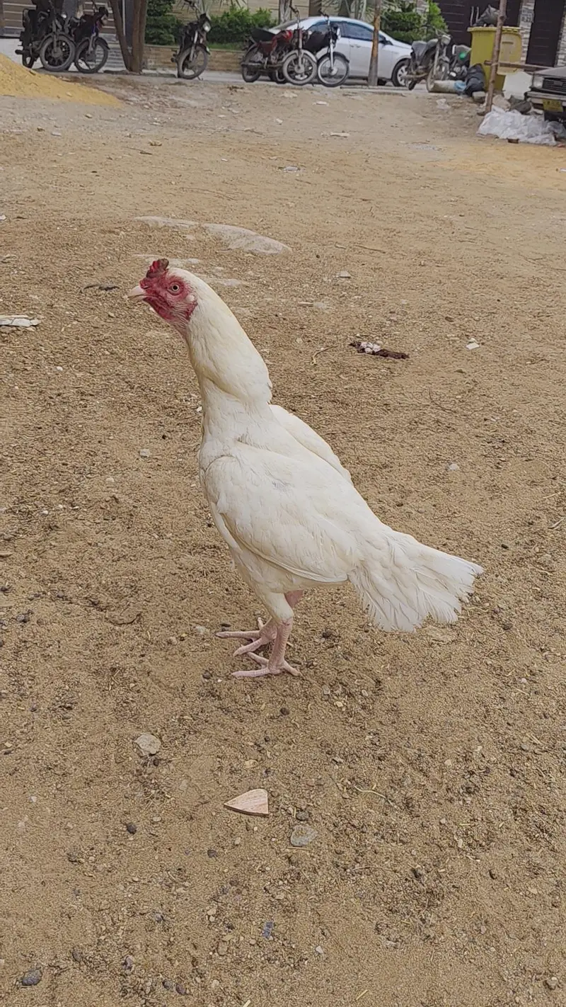 ASEEL HEERA EGG LYING PAIR SALE URGENT — photo 9
