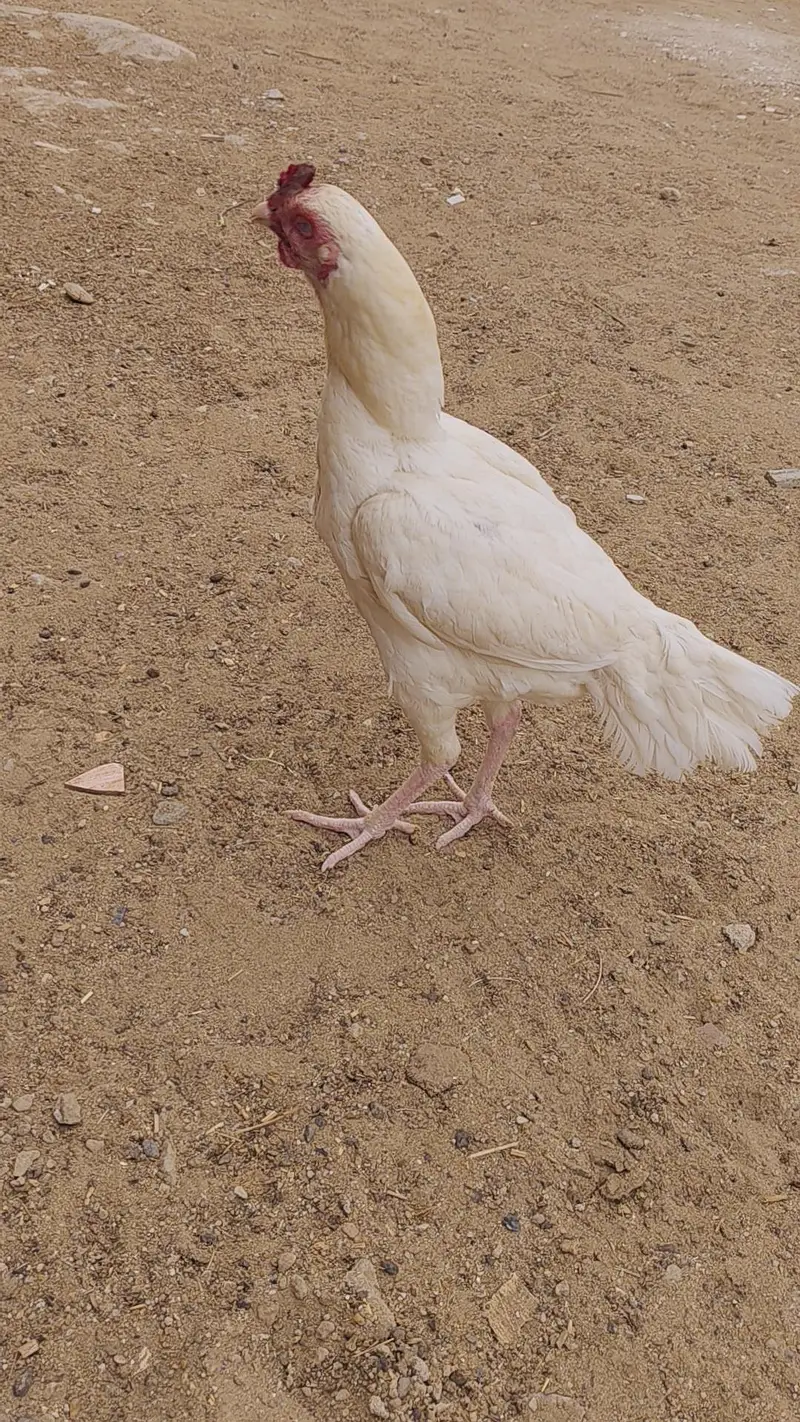 ASEEL HEERA EGG LYING PAIR SALE URGENT — photo 10