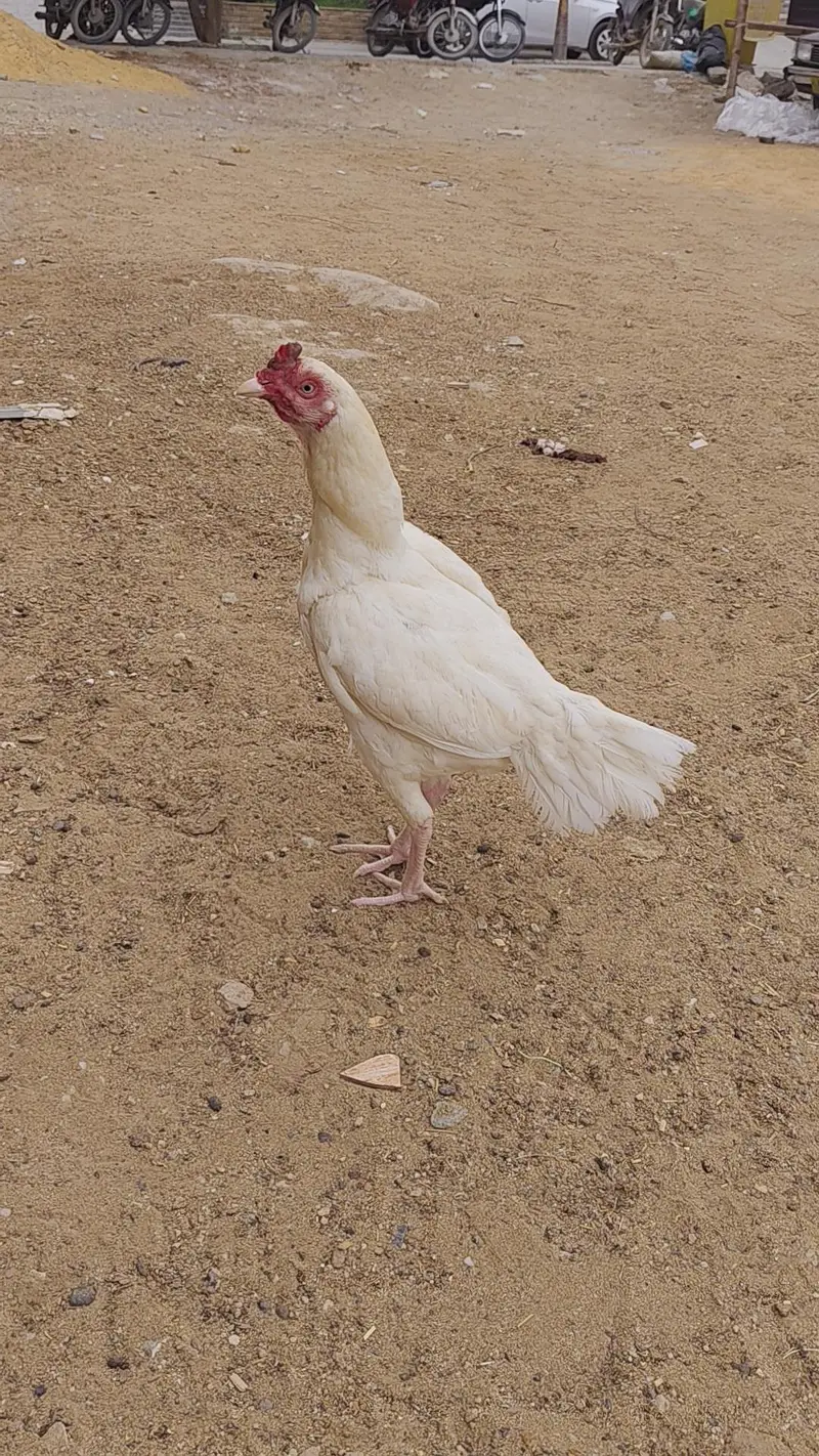 ASEEL HEERA EGG LYING PAIR SALE URGENT — photo 11
