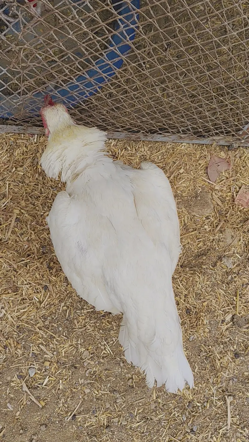 ASEEL HEERA EGG LYING PAIR SALE URGENT — photo 12