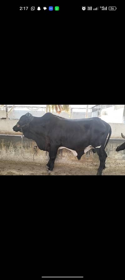 bare k paly hue bachre sare khere h 2027 p ready hnge