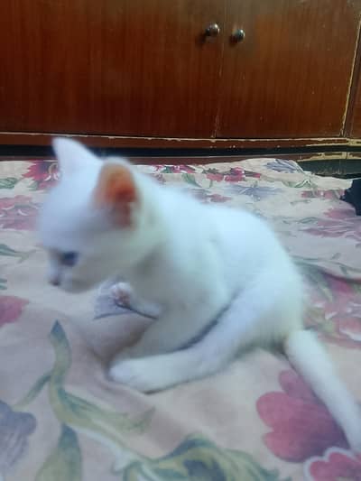 Persian doll white