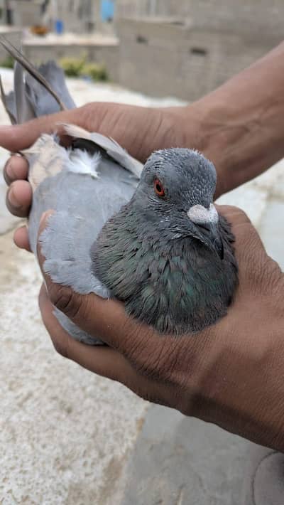 ghargra pair