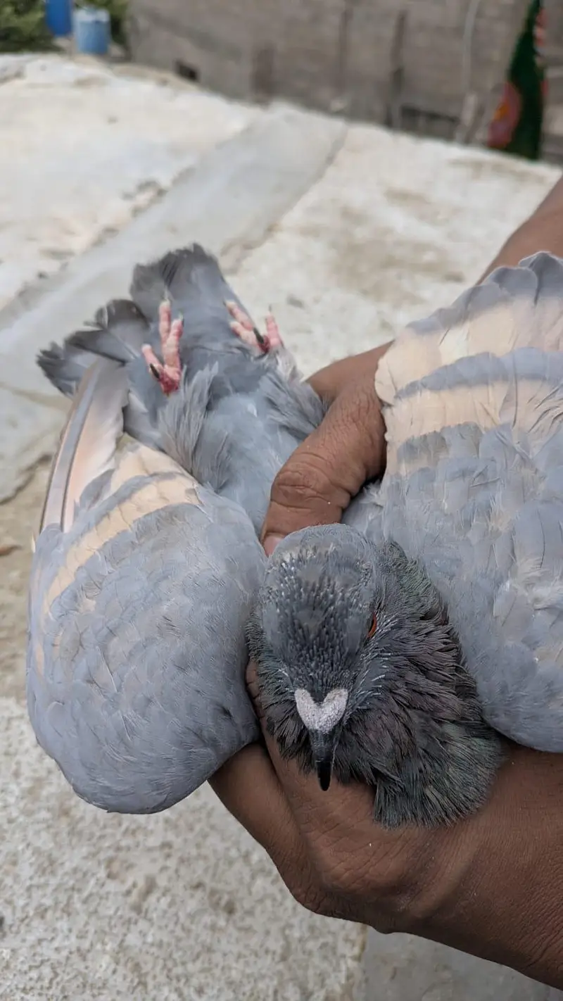 ghargra pair — photo 2
