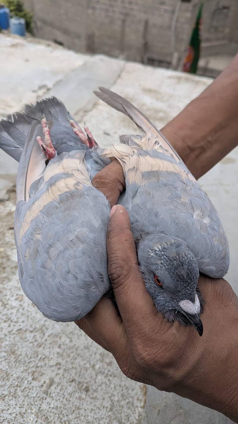 ghargra pair 2