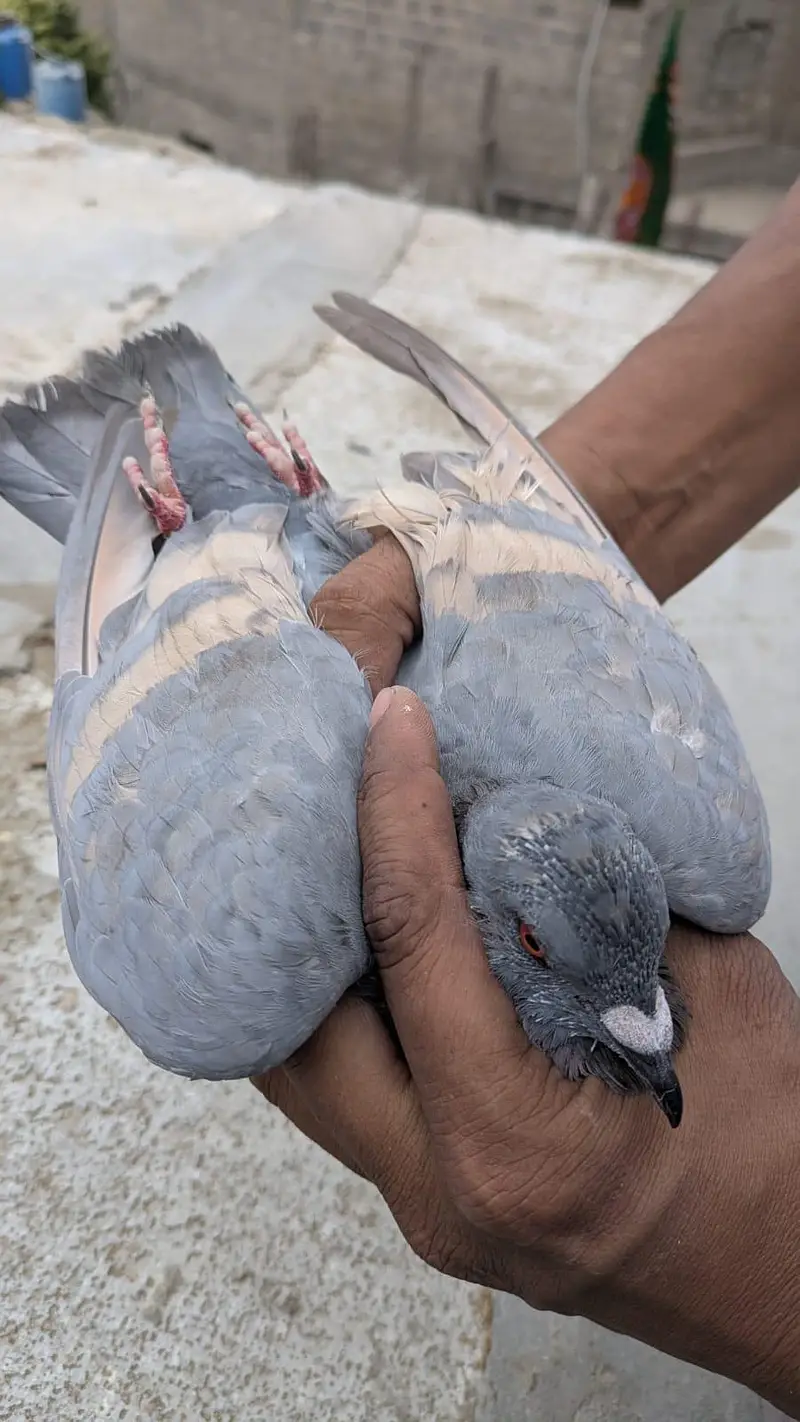 ghargra pair — photo 3