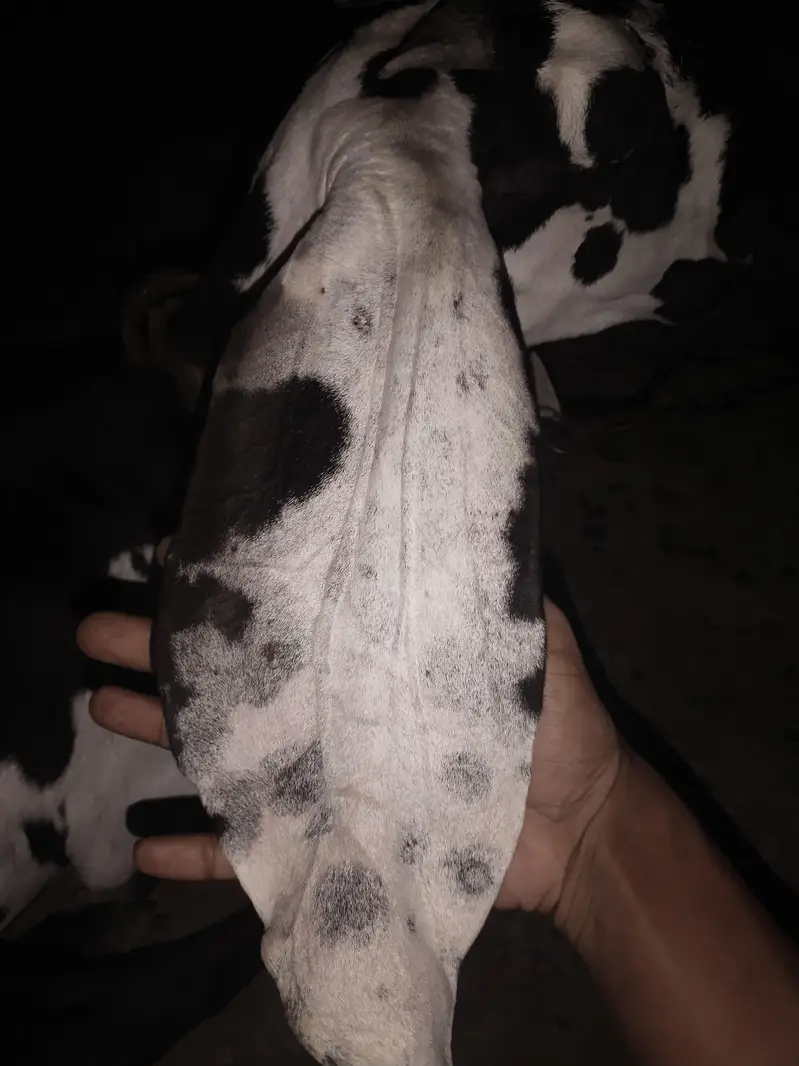 دو عدد بیتل امرتسری پٹھیں فور سیل لوکیشن ملتان چونگی نمبر 14 — photo 4