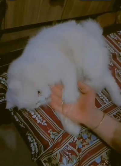 Name jack very loving and cute
