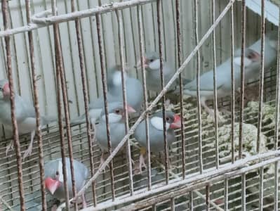 java birds