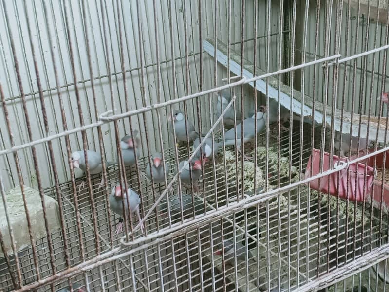 java birds 1
