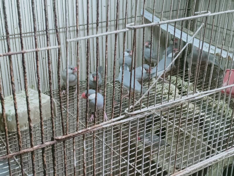 java birds 2
