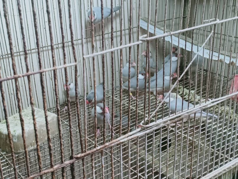 java birds 3