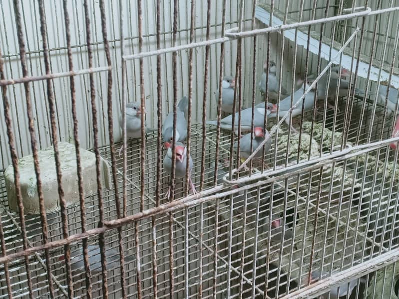 java birds 4