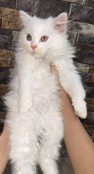 cat with kittens for sale age 3 months, triple coated.